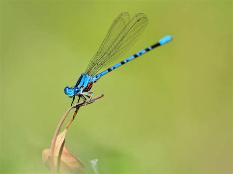  Damselfly: ¿Un Dragón de Agua Disfrazado de Joya Brillante?