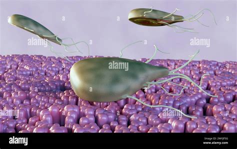  Giardia! Un Protista Microscópico que Puede Causar Problemas Gastrointestinales