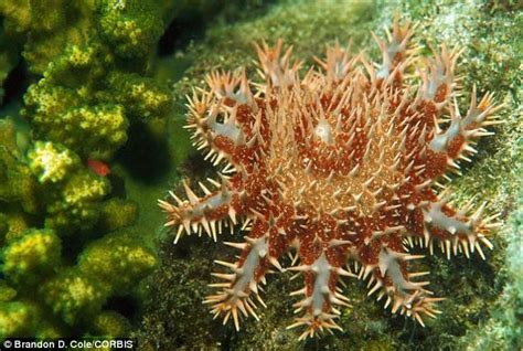  Globularia, ¡un parásito de coral con un apetito voraz por la carne de sus vecinos!