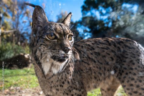  Iberian Lynx: Contemplating a Feline Future Where Whisker Twitching Meets Prowling Agility!