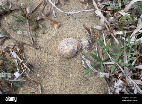  Iberus: Descubriendo un caracol terrestre con una concha única y un apetito voraz por la vegetación!