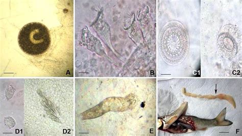  Ichthyophthirius Multifiliis: ¡Un Parásito Curioso que Habita en los Peces!