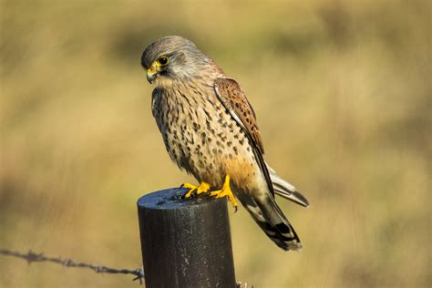  Kestrel: Un ave rapaz de visión aguda y plumaje discreto que domina el cielo con sus maniobras acrobáticas