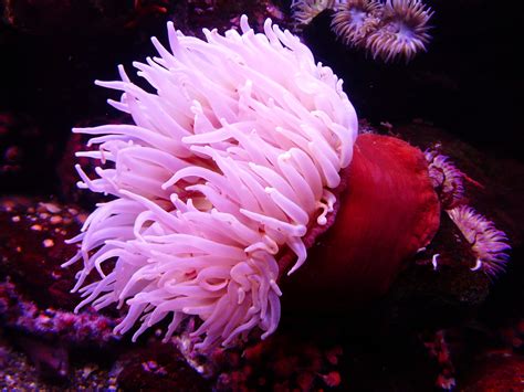  Magnificent Mushroom Coral! A Colorful Sea Creature That Blooms Like a Flower