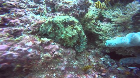 Puercoespín de Mar: ¡Un Maestro del Camuflaje con una Armadura Impresionante!