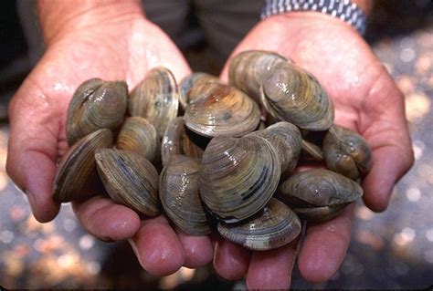  ¡Qué Quahaug! Un molusco bivalvo que vive una vida tranquila y deliciosa bajo las olas