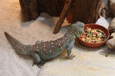  Uromastyx ¡Un Lagarto Que Come Plantas Y Busca El Calor De La Arena!