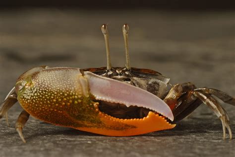  Violin Crab: A Symphony of Color Hiding Amongst Seagrass