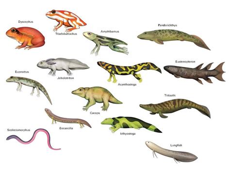  Xiuhcoatl: ¡Un Anfibio Prehistórico que Cruza el Tiempo con un Cuerpo de Serpiente y una Cola que Recuerda a un Lagarto!