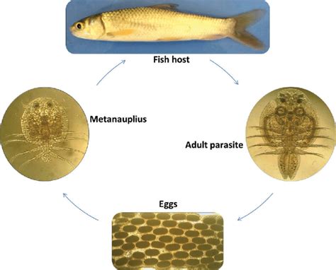  Zoogonus! ¿Es posible que este parásito de peces pueda cambiar la forma en que pensamos sobre el ciclo de vida?