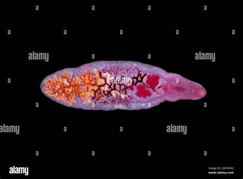  Dicrocoelium dendriticum: Un parásito trematode que te hará cuestionar la amistad entre animales