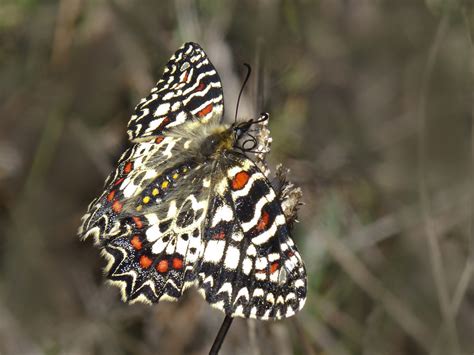  Junio: ¡Una mariposa con un nombre tan peculiar como su danza en el aire!