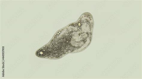  Rhabdocoela: Una Maravilla Microscopicidad Que Desafía la Definición de 'Animal'!