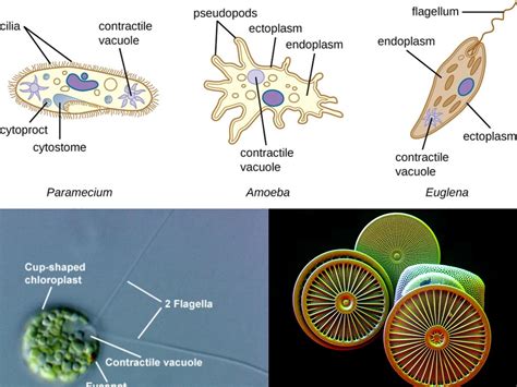 ! ¿Sabías que el _Sideridium_ es un organismo unicelular que puede cambiar de forma para moverse por su entorno?