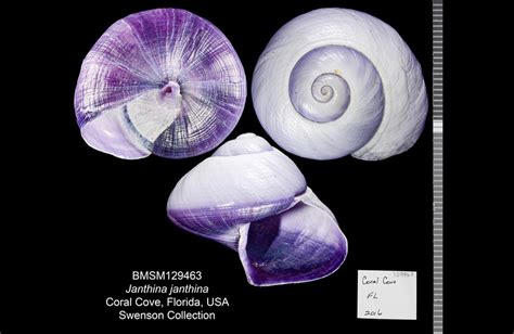  ¡El caracol violeta: un pequeño residente del bosque con una concha espiral que brilla!