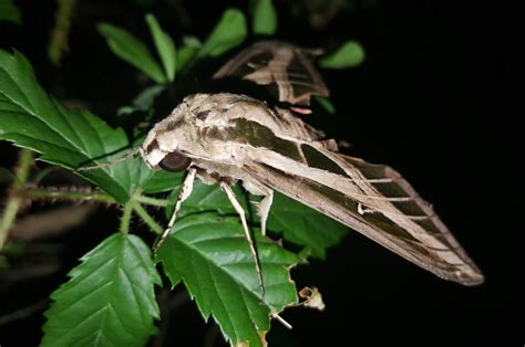  Umber Moth: Descubriendo un insecto nocturno de alas increíbles con patrones mágicos!