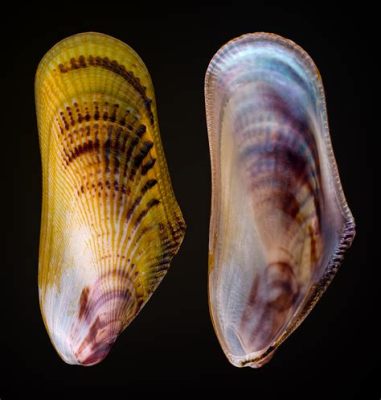  Yellow Mussel: Unraveling the Mysteries of an Ocean Jewel with a Vibrant Shell!